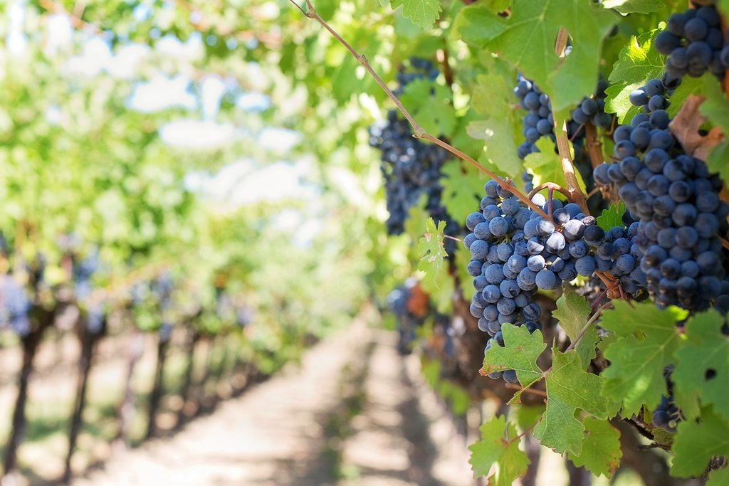 Tour the vineyards of La Mancha