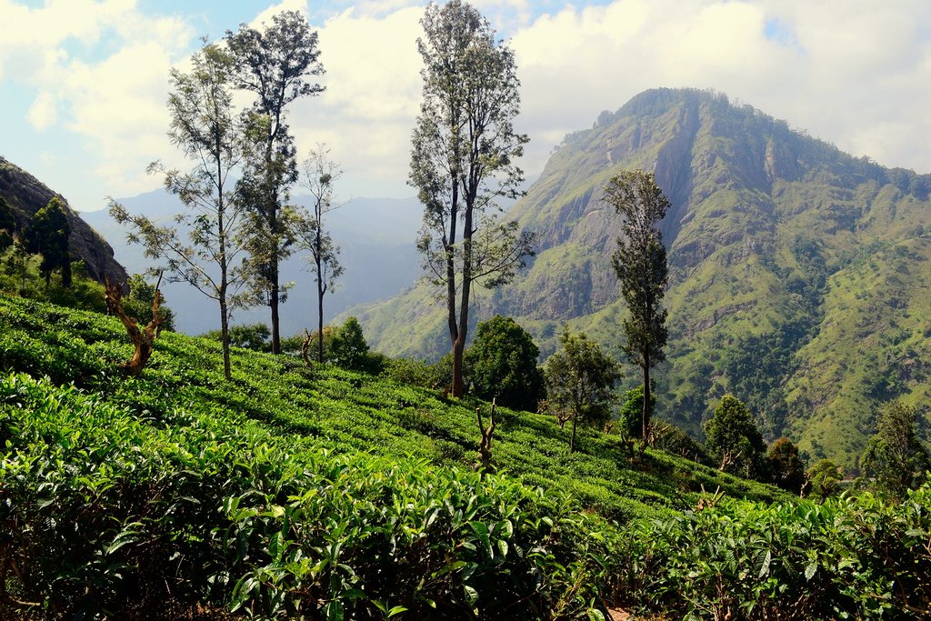 Hike through tea plantations up to Ella Rock
