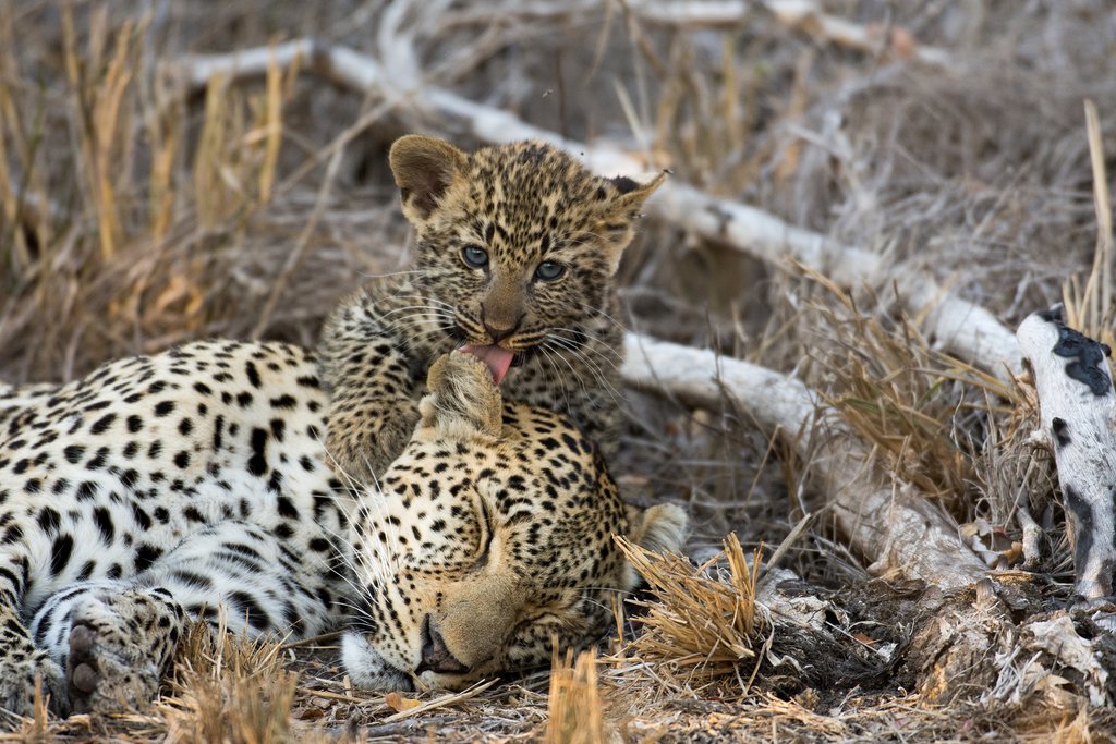 Mother leopard with cub