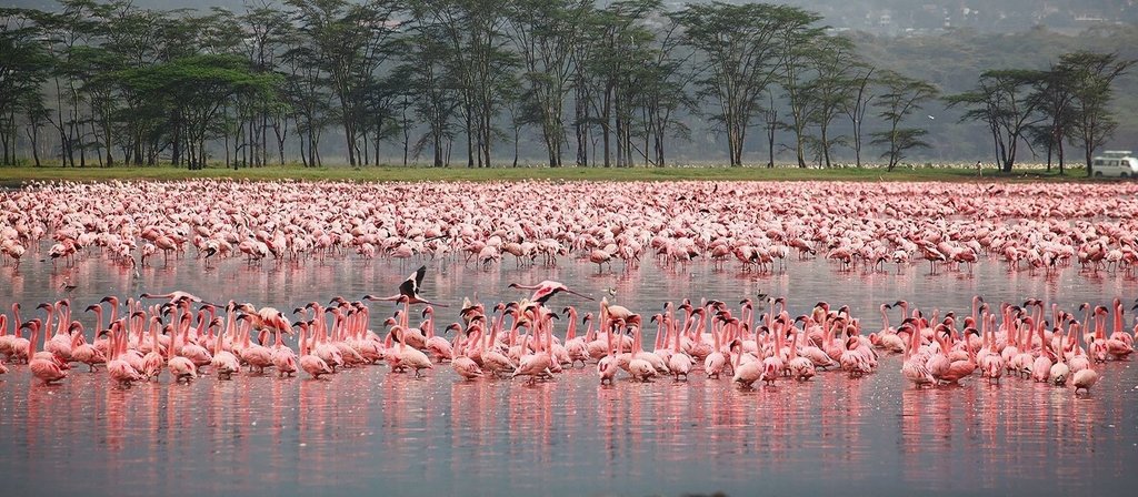 Flamingoes on Lake Elmenteita