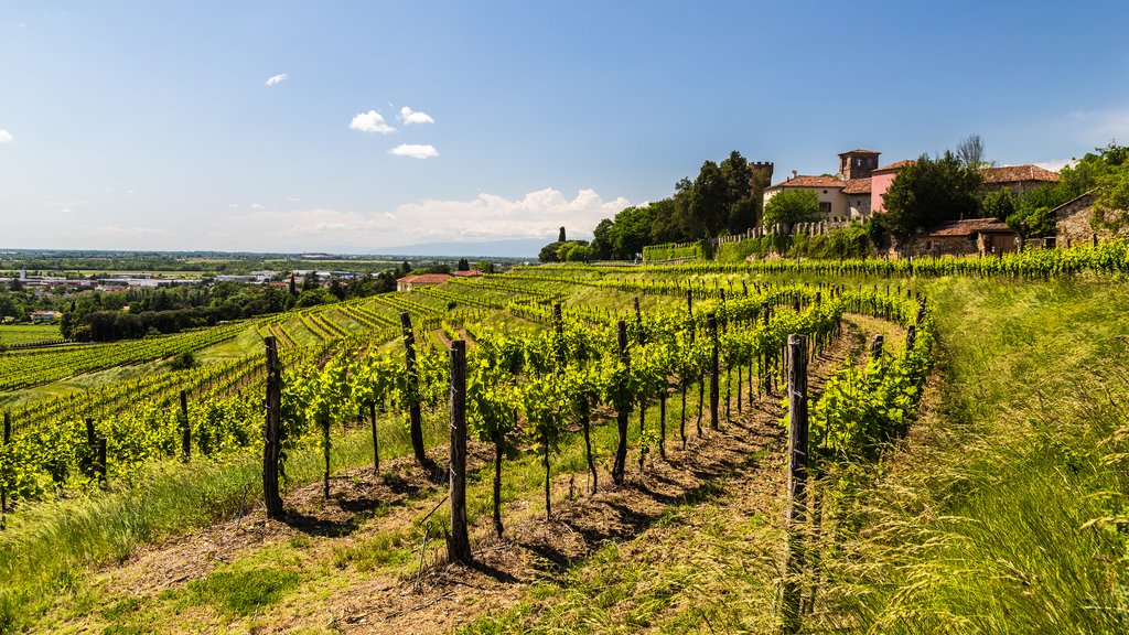 Friuli