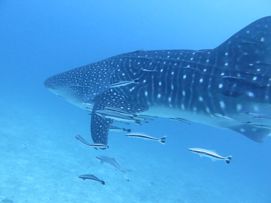 Whale Shark