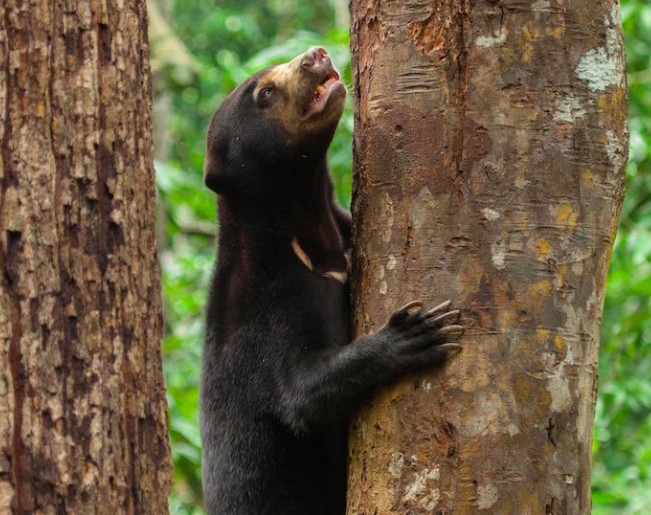 Resident of the Sunbear Center