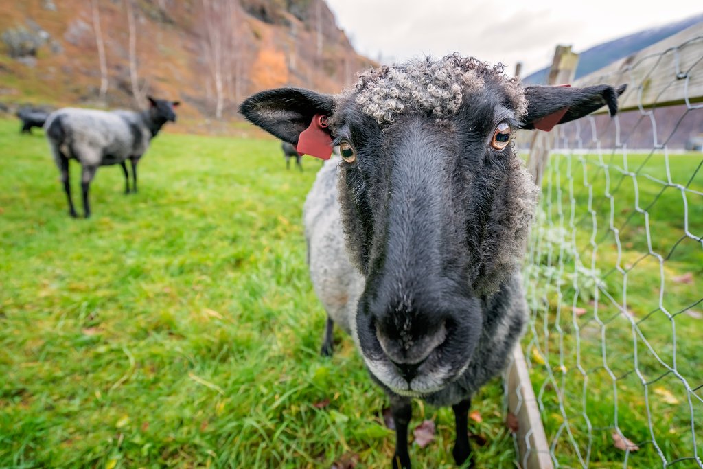 Farm life, rural Norway