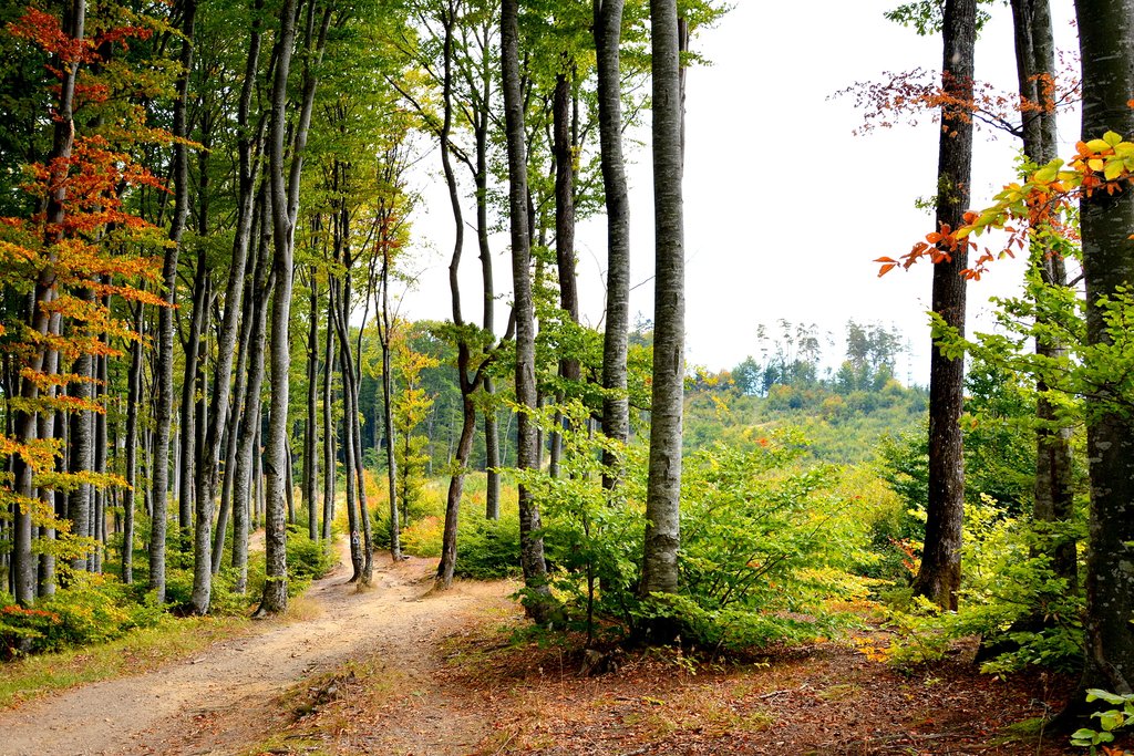 Hiking Trail Near Poiana Brașov