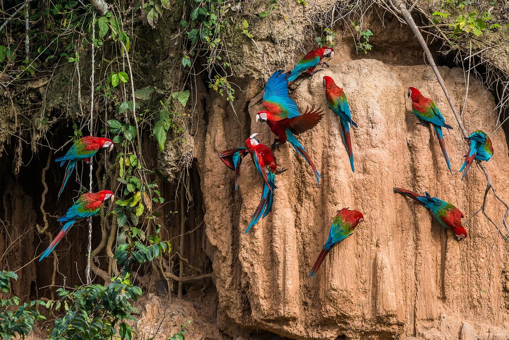 Keep your eyes peeled for colorful macaws in the Amazon