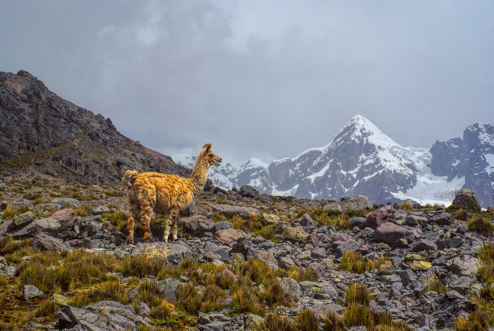 A lone llama in front of the Ausangate peak