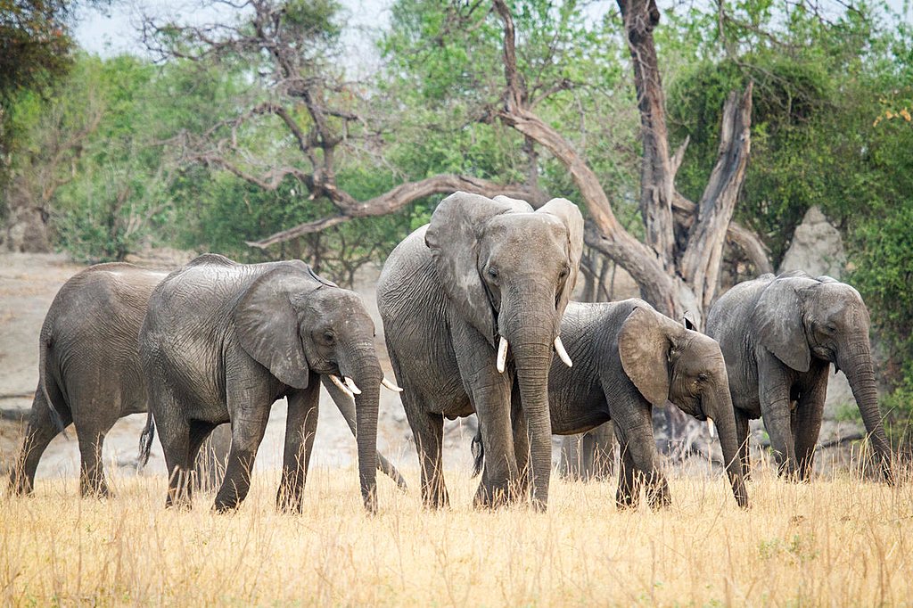 Elephants in Chobe National Park
