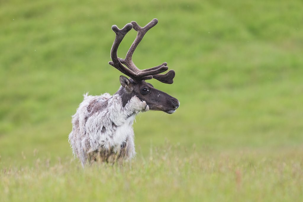Keep an eye out for wild reindeer.