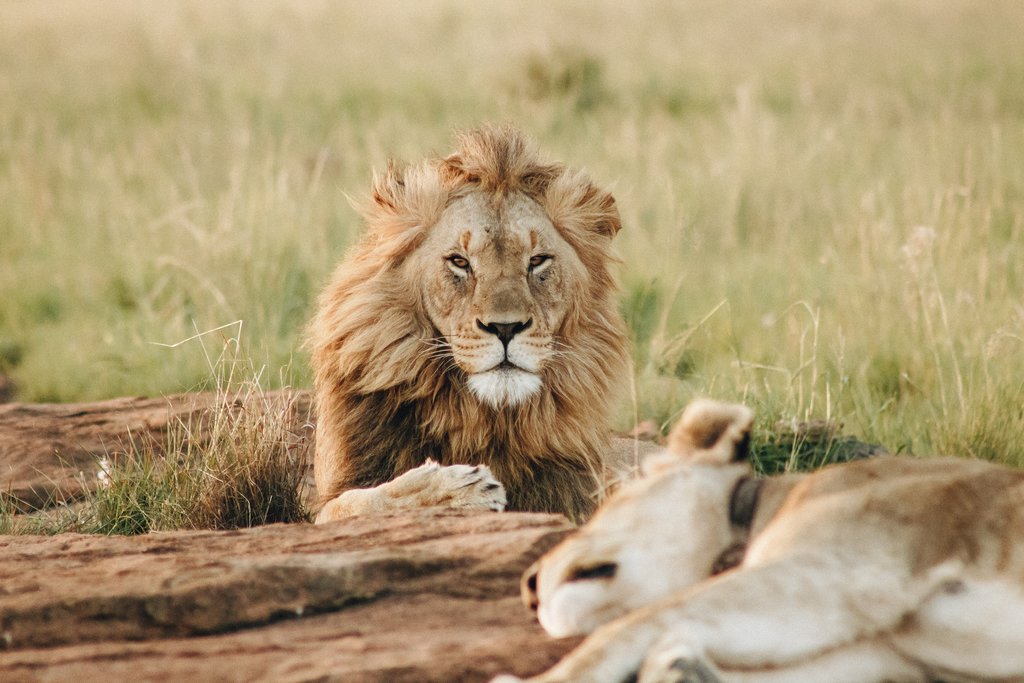 Two lions in Kruger National Park