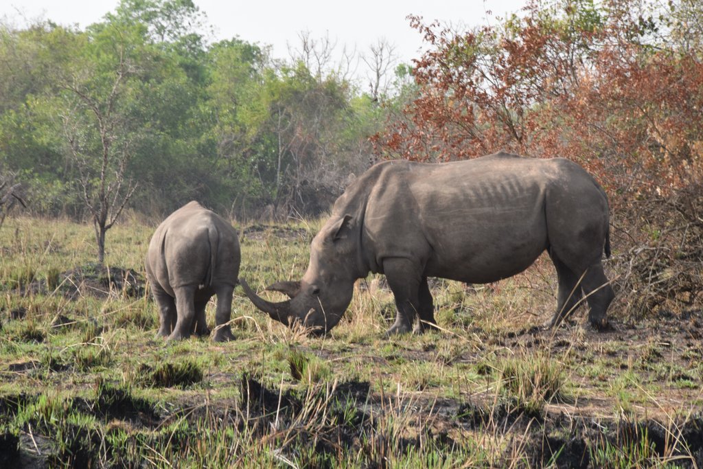 Ziwa Rhino Sanctuary