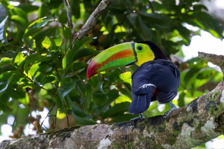 Kayak the Pirate Routes in Nicaragua – 11 Days