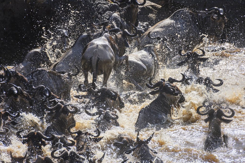1.8 million Wildebeest crossing Mara River in Masai Mara