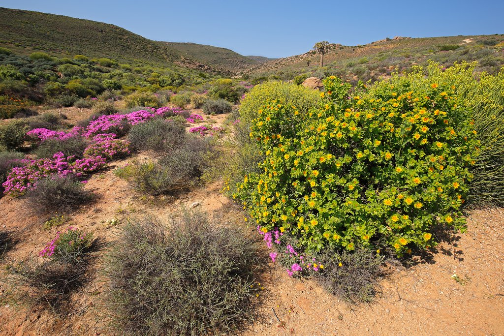 Wild flowers in Namaqualand, South Africa
