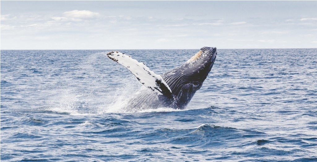 Go on a whale watching tour from July-October