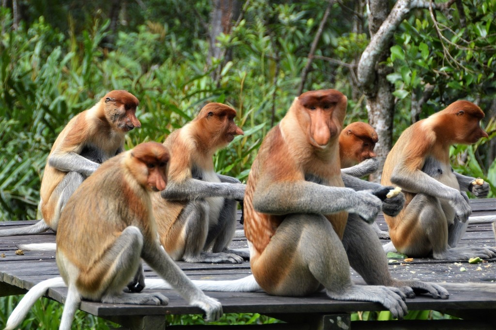 Proboscis monkeys