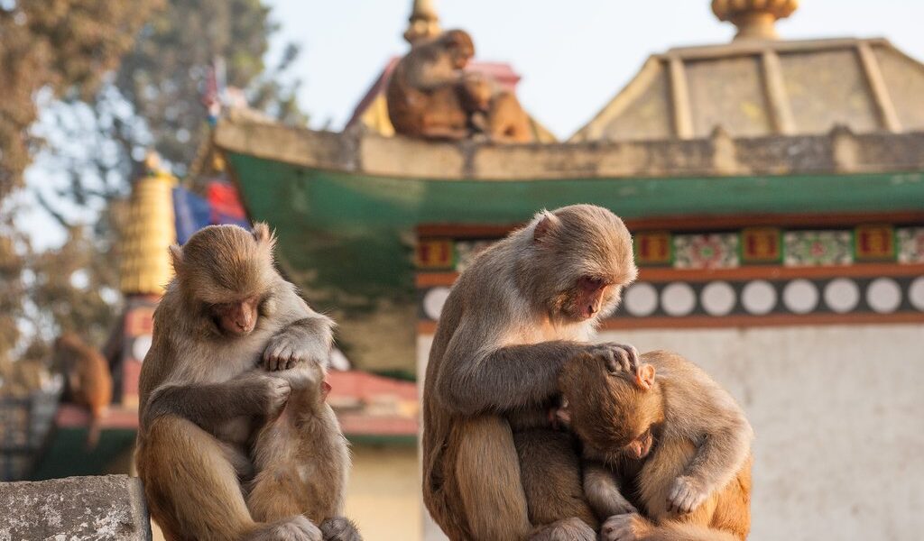 big-ad1066532b5daeb29f2f8b44350d1868