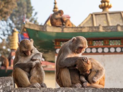 big-ad1066532b5daeb29f2f8b44350d1868