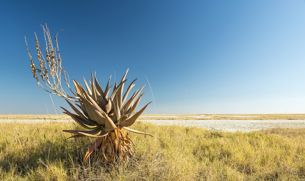 African aloe vera