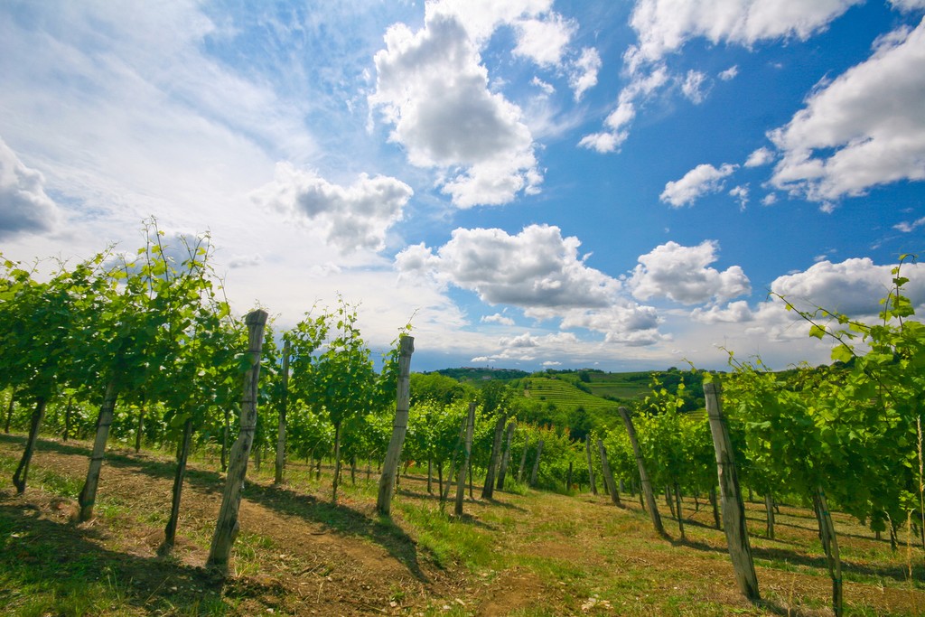 Vineyard