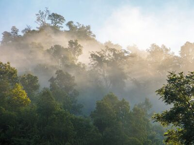 Green foggy forest in morning lights. Nepal, Manaslu trek