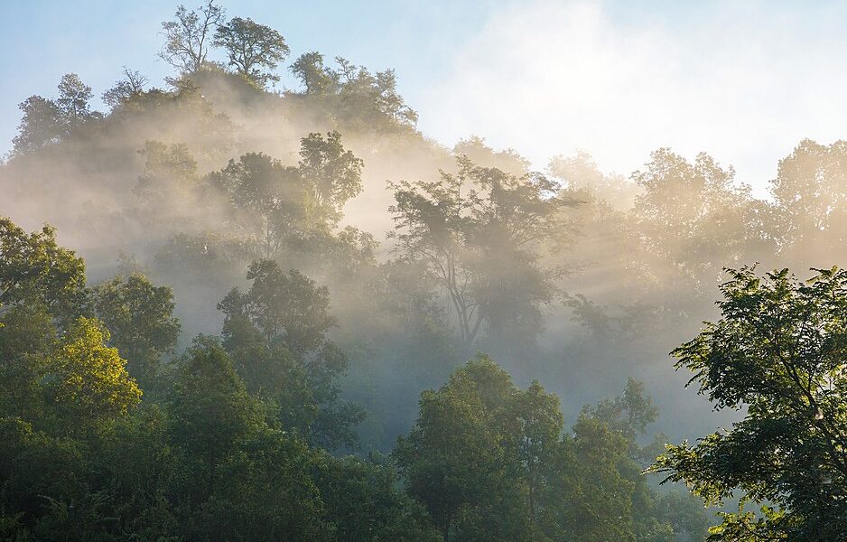 Green foggy forest in morning lights. Nepal, Manaslu trek