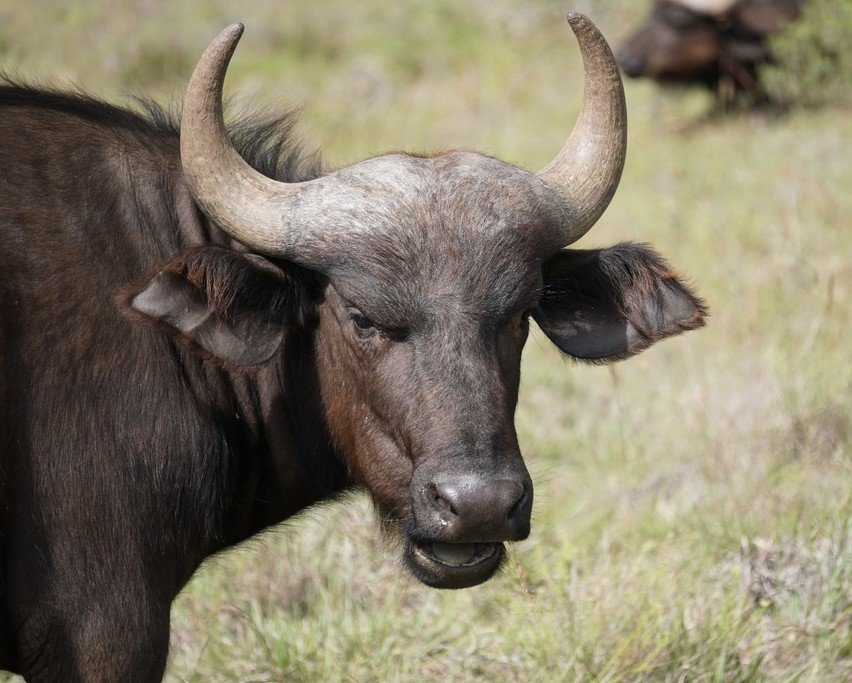 Cape Buffalo