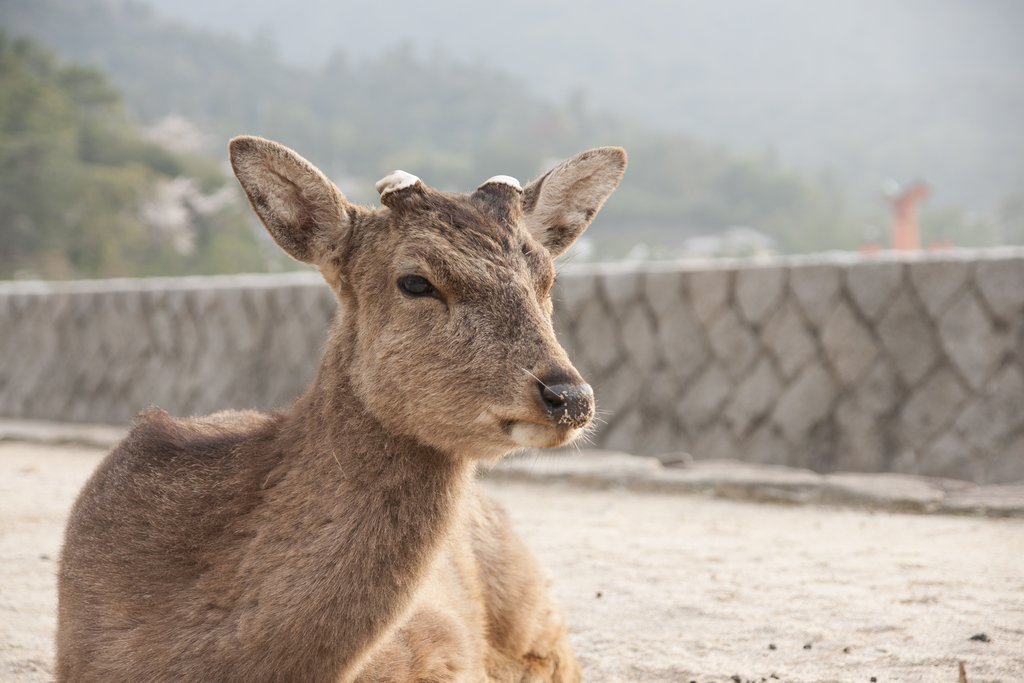 Sacred Deer on Miyajima