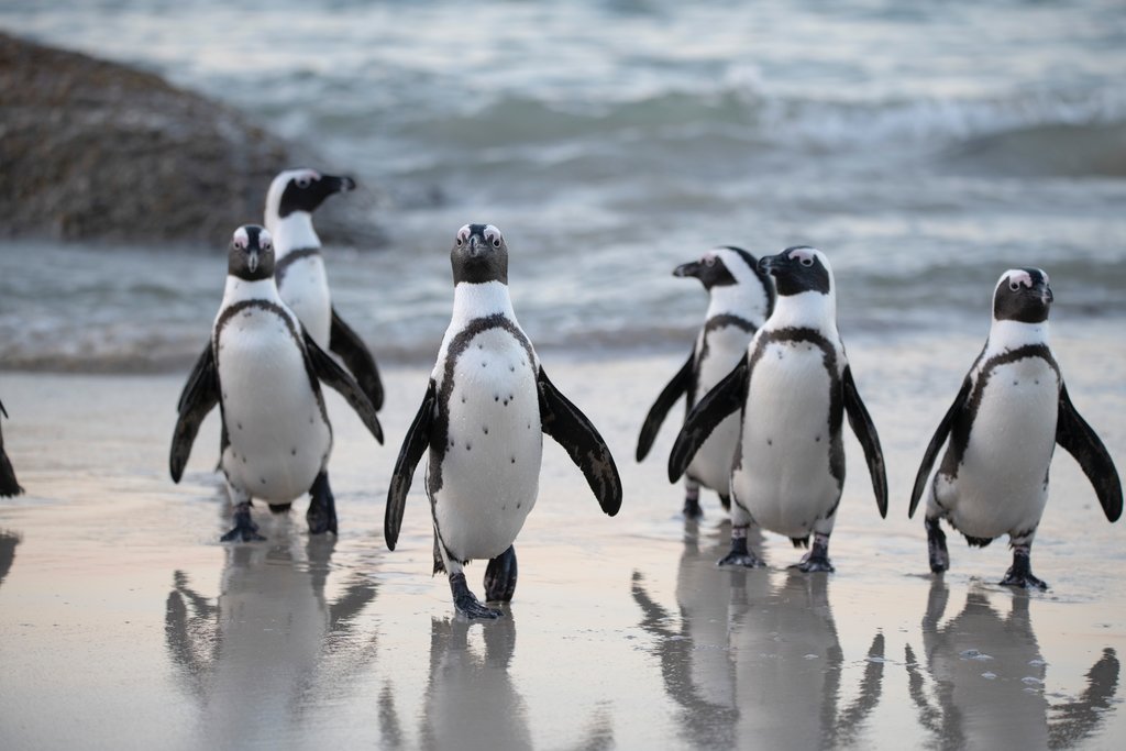 Find new penguin friends