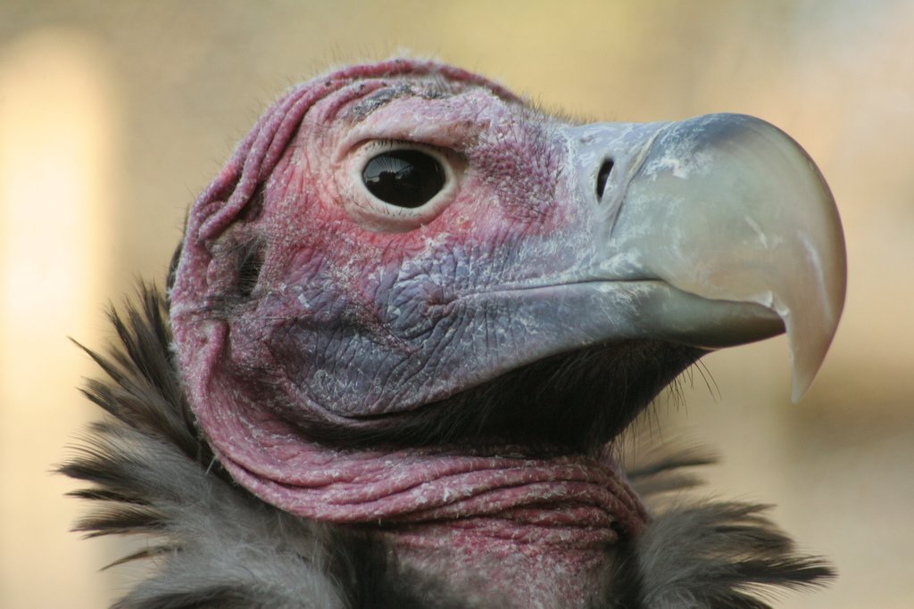 Vulture at the Moholoholo Raptor Center