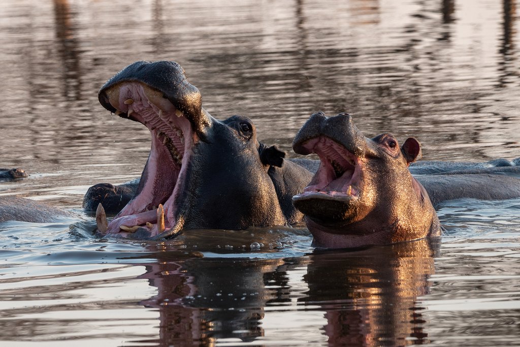 Two Hippos in the Okavango Delta River