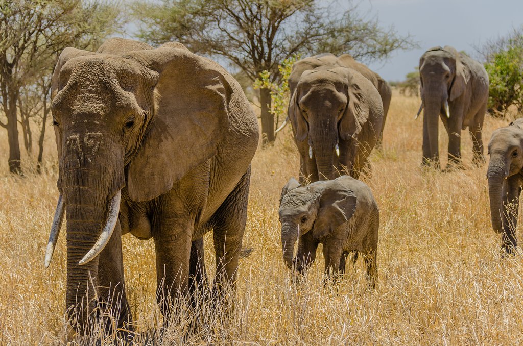 An elephant family in Tarangire National Park