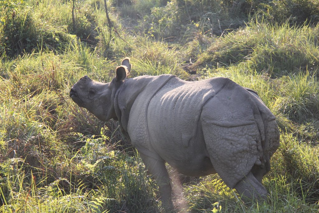 One-horned rhinoceros in Bardia National Park