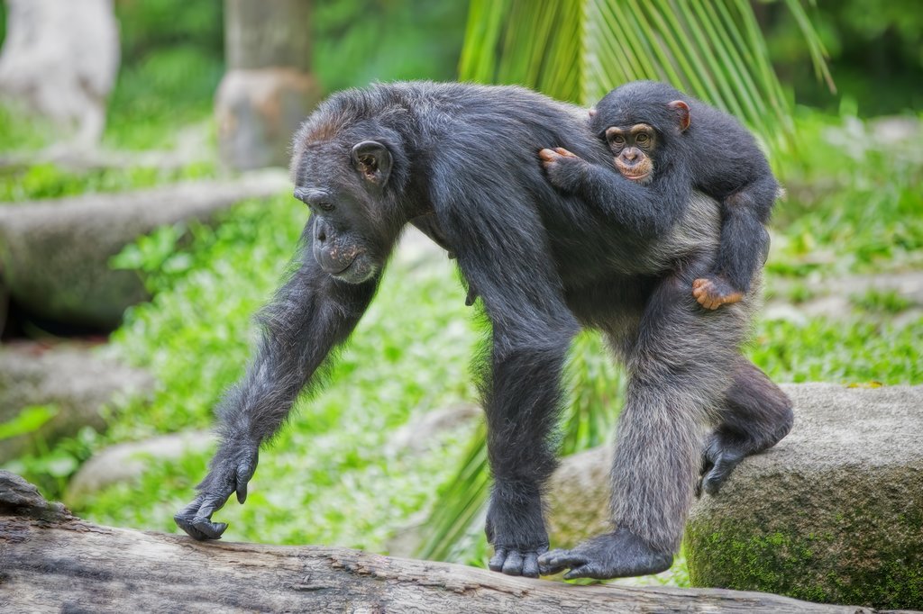 Chimpanzee with her young