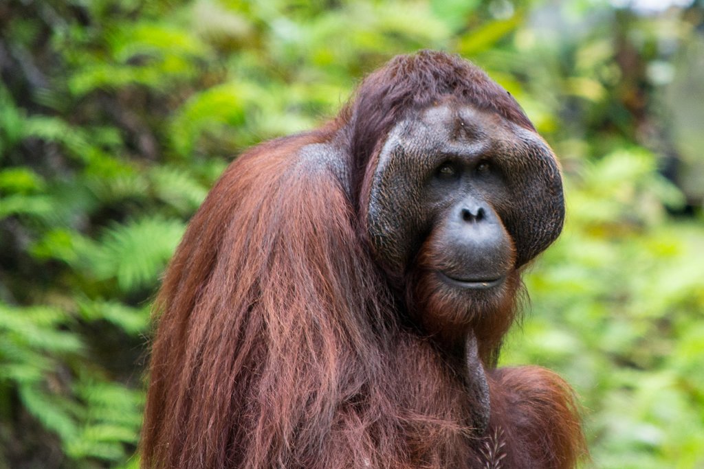 Orangutans are the only great apes in Asia