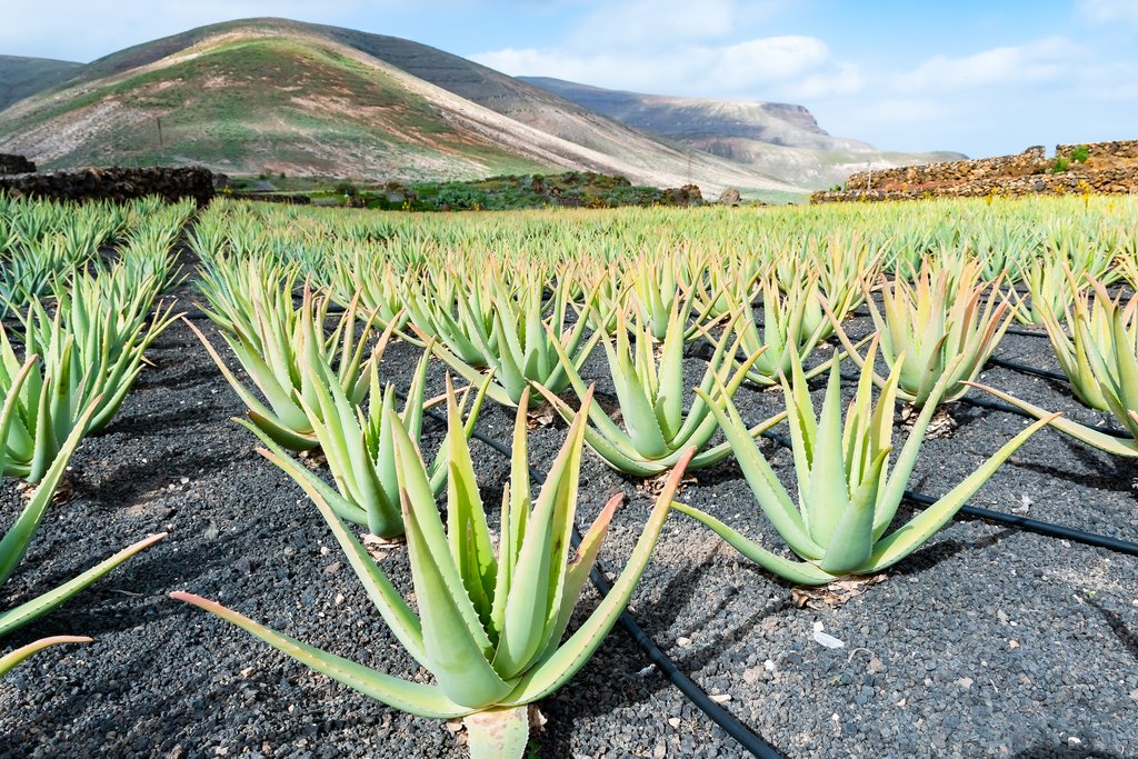 Aloe Vera and its Harmony