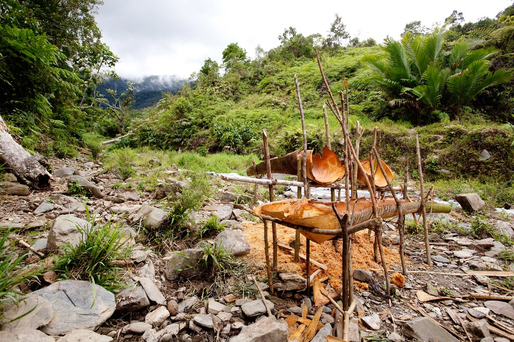Sago is still made with traditional tools such as these
