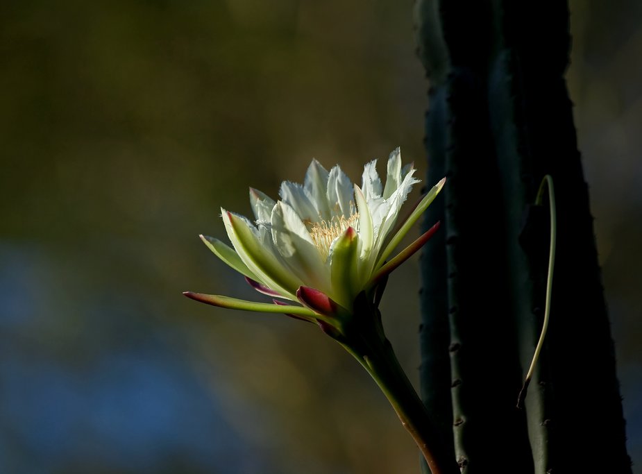A white cactus flower in a garden at Elsamere