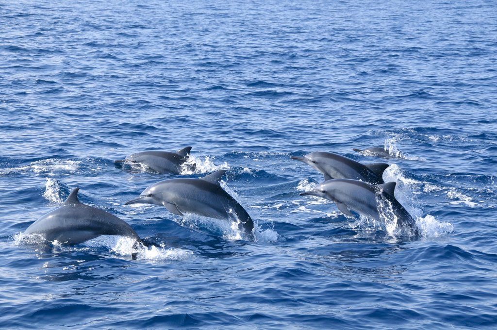 Dolphin & Whale Watching Trip in the Sea off Trincomalee