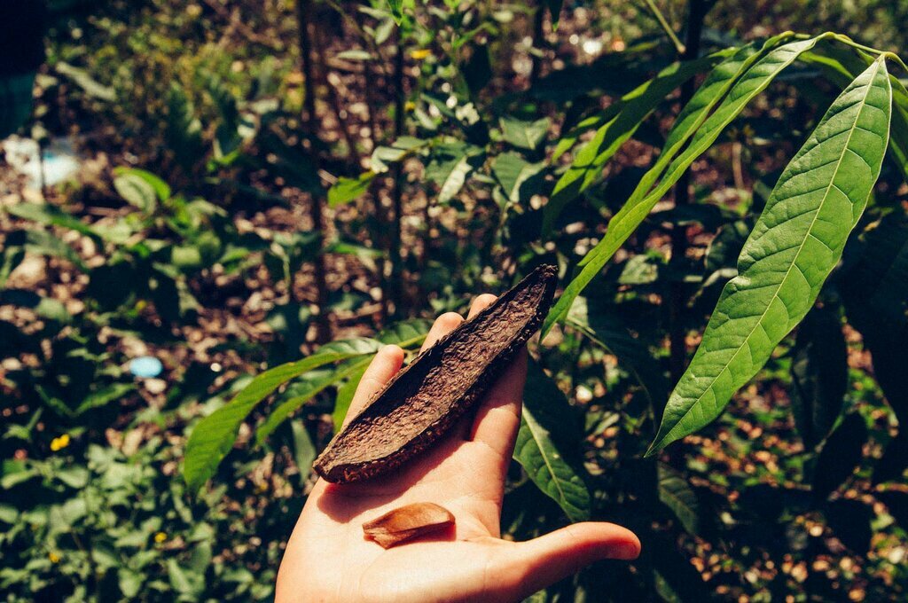 Seed workshop in the jungle