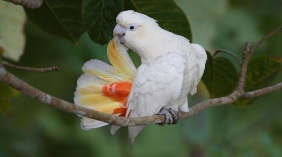 Philippine cocka busy preening its feathers