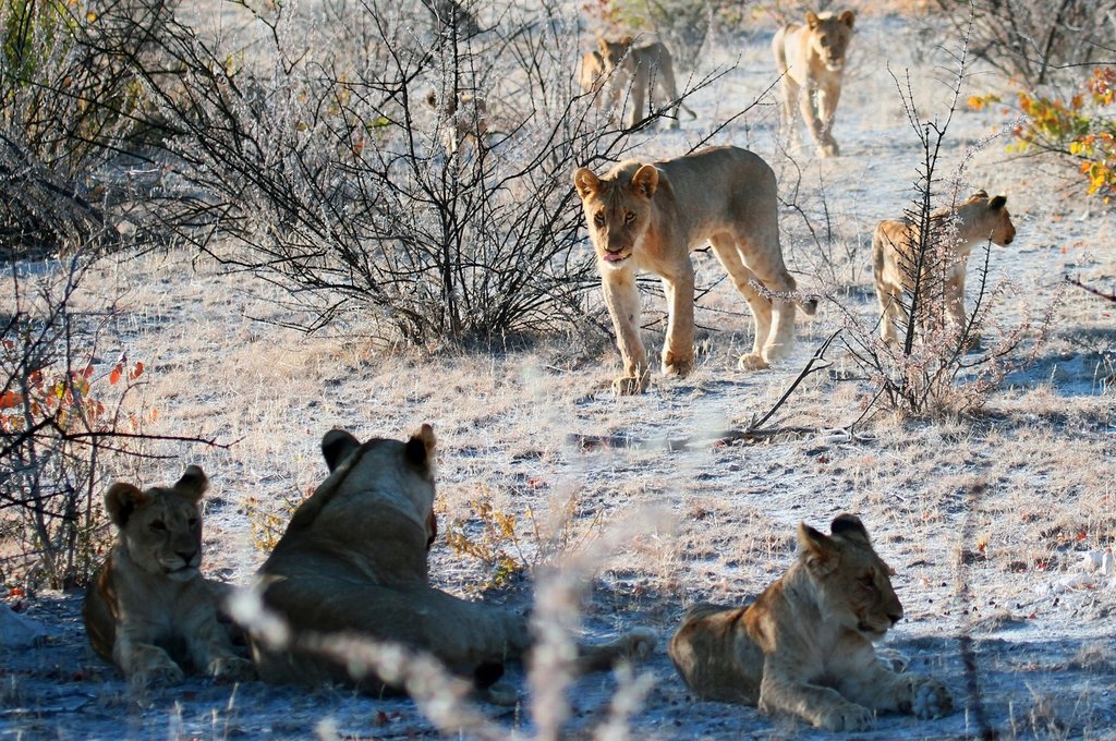 Lions in Etosha National Park Namibia