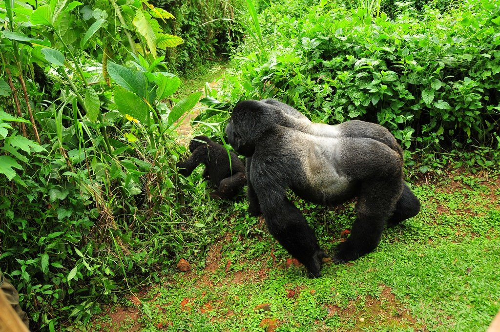 Gorillas