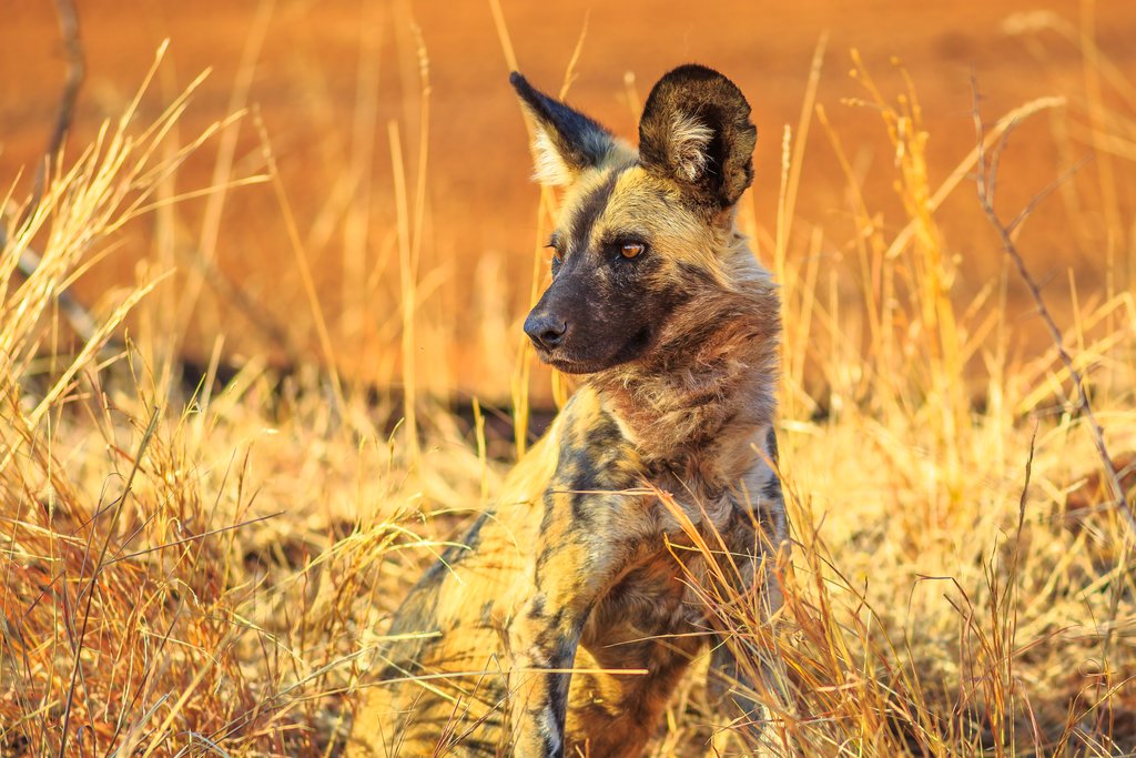 Small spotted hyena at sunset