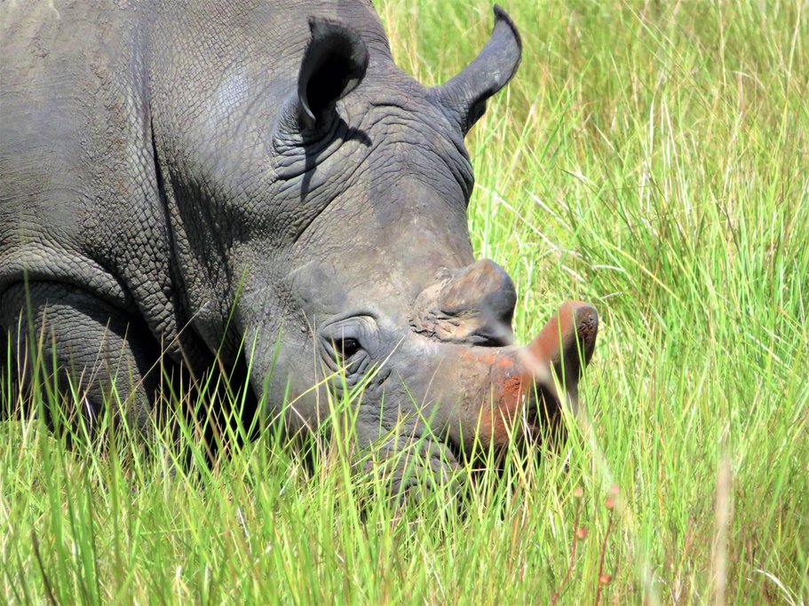Transfer from Kampala to Murchison Falls via Ziwa Rhino Sanctuary