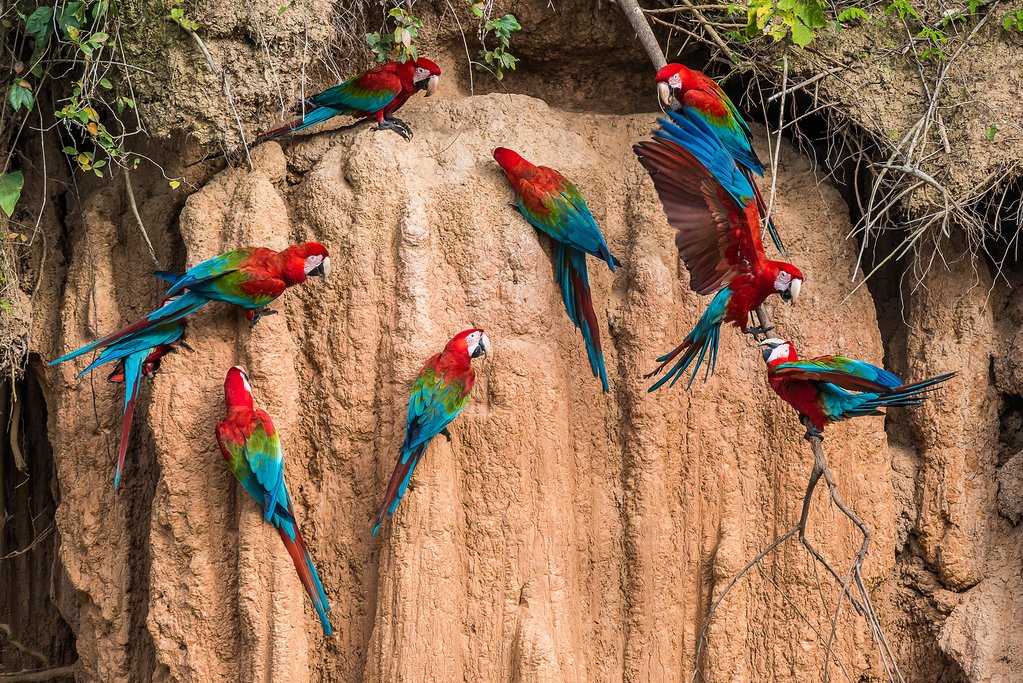 Parrots enjoying a clay lick 