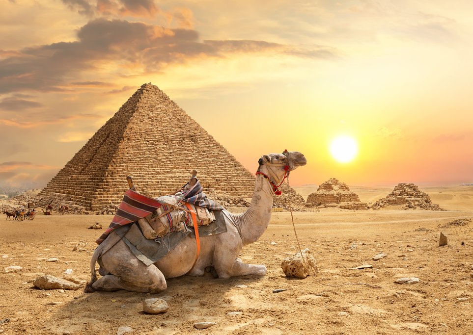 Camel resting by the pyramids