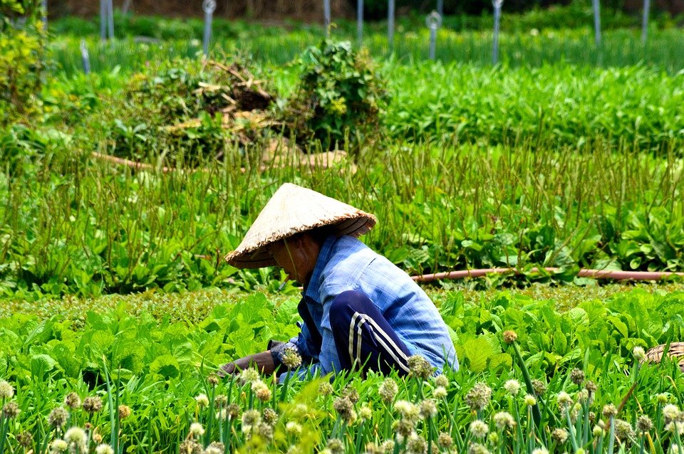 Local working in Pù Luông