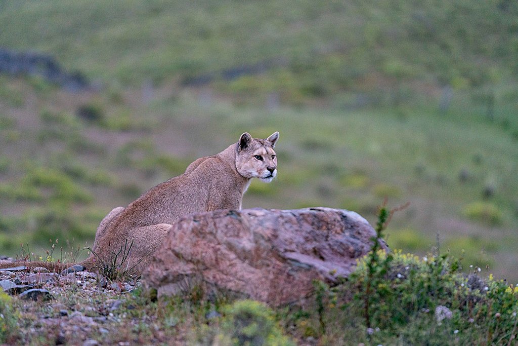 Puma - Laguna Amarga