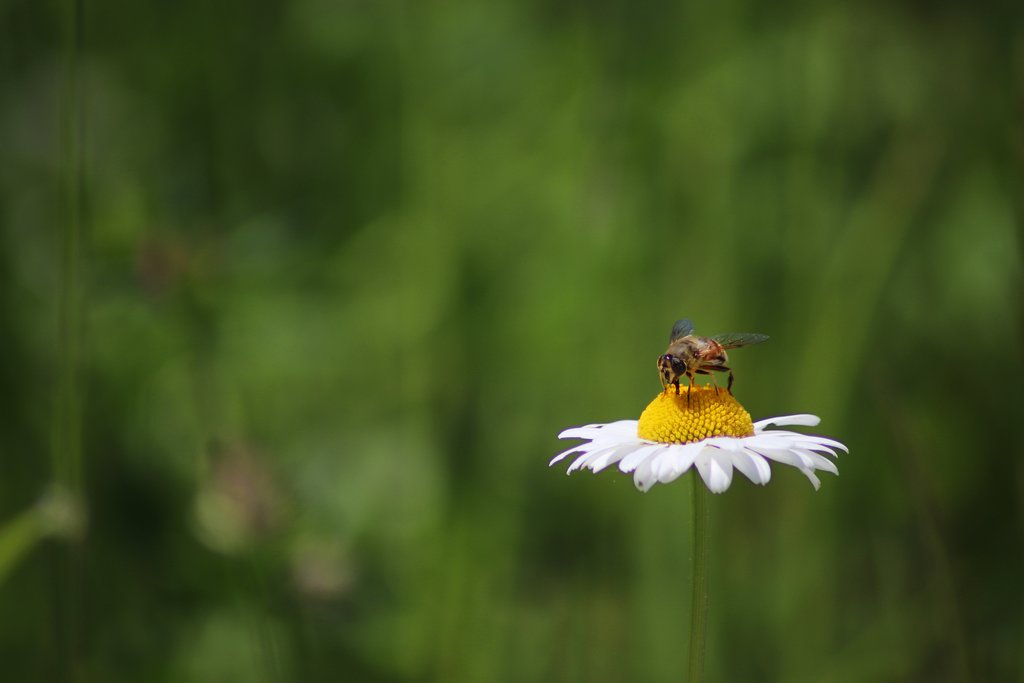 Alpine daisy, a common sight at lower elevations